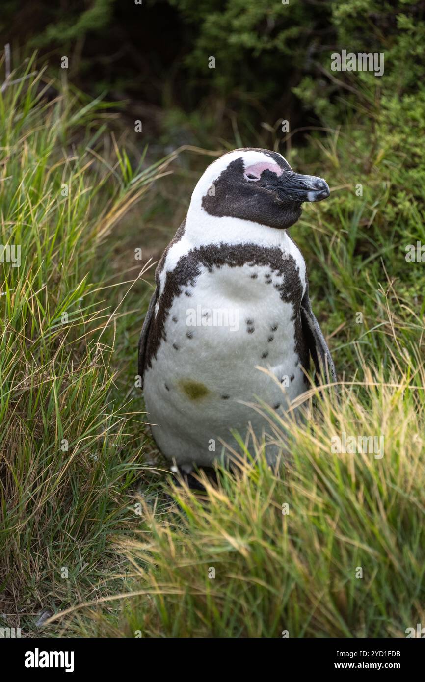 Ein Pinguin in der Nähe von Simons Town, Südafrika Stockfoto