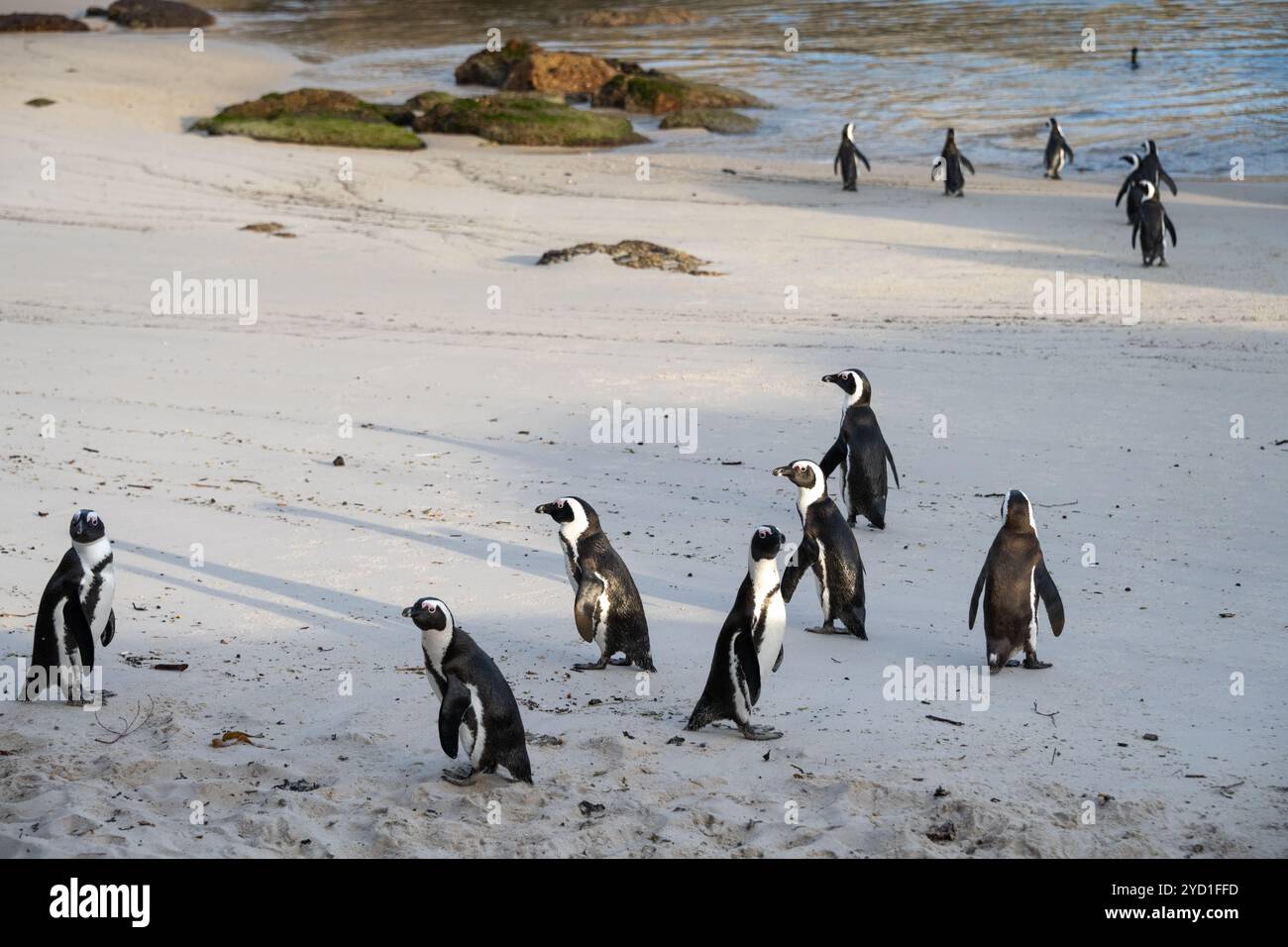 Boulders Beach Pinguine in Südafrika Stockfoto