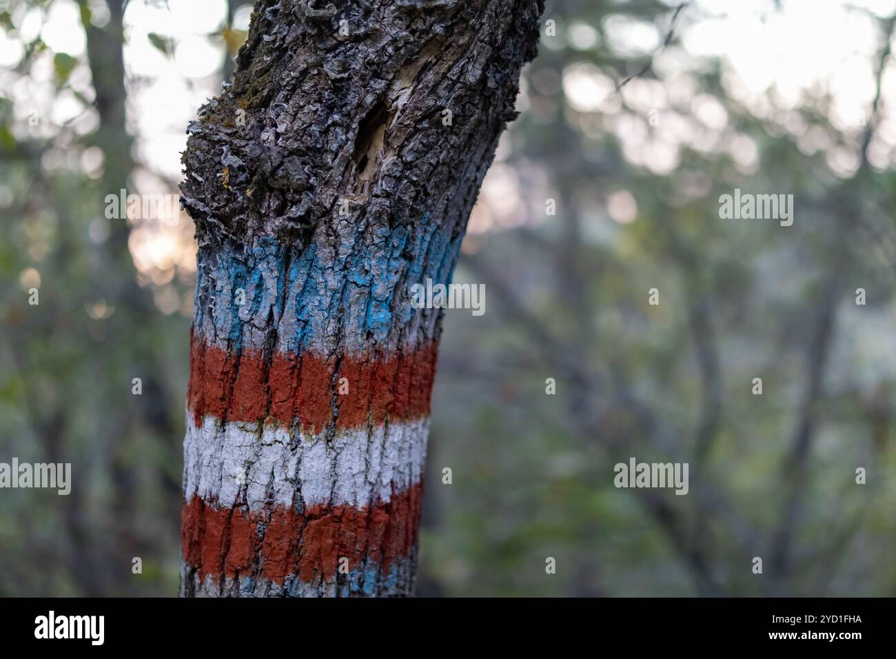 Wandermarkierungen auf den Wegen für Menschen zur Orientierung gemalt auf Baumrinde im Wald. Stockfoto