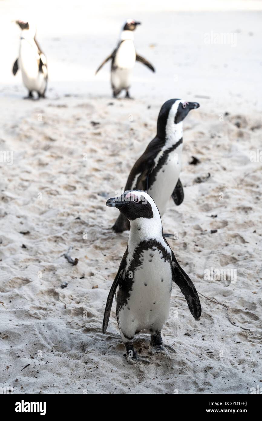 Boulders Beach Pinguine in Südafrika Stockfoto