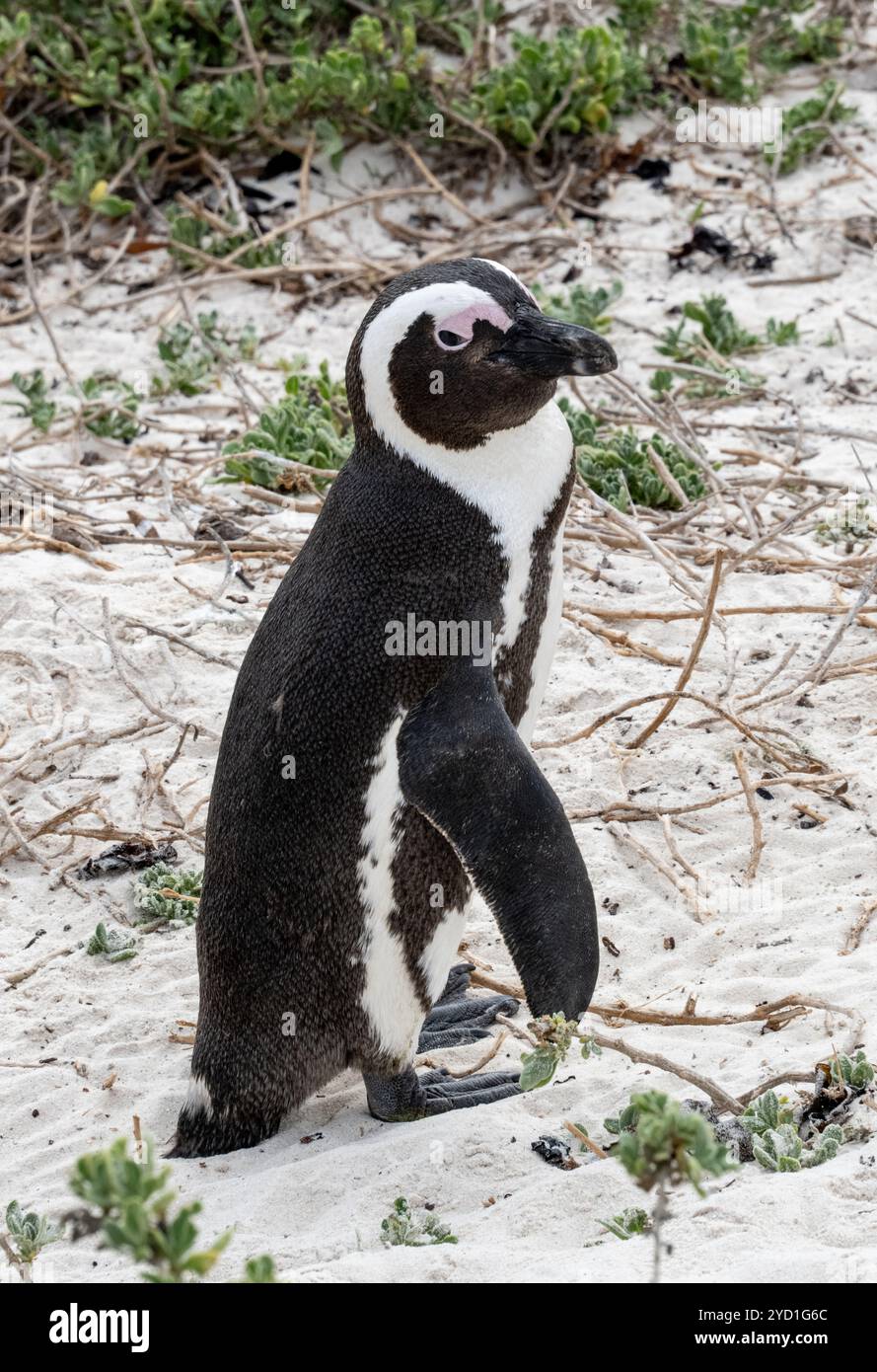 Ein Pinguin in der Nähe von Simons Town, Südafrika Stockfoto