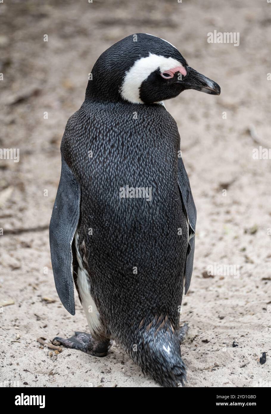 Ein Pinguin in der Nähe von Simons Town, Südafrika Stockfoto