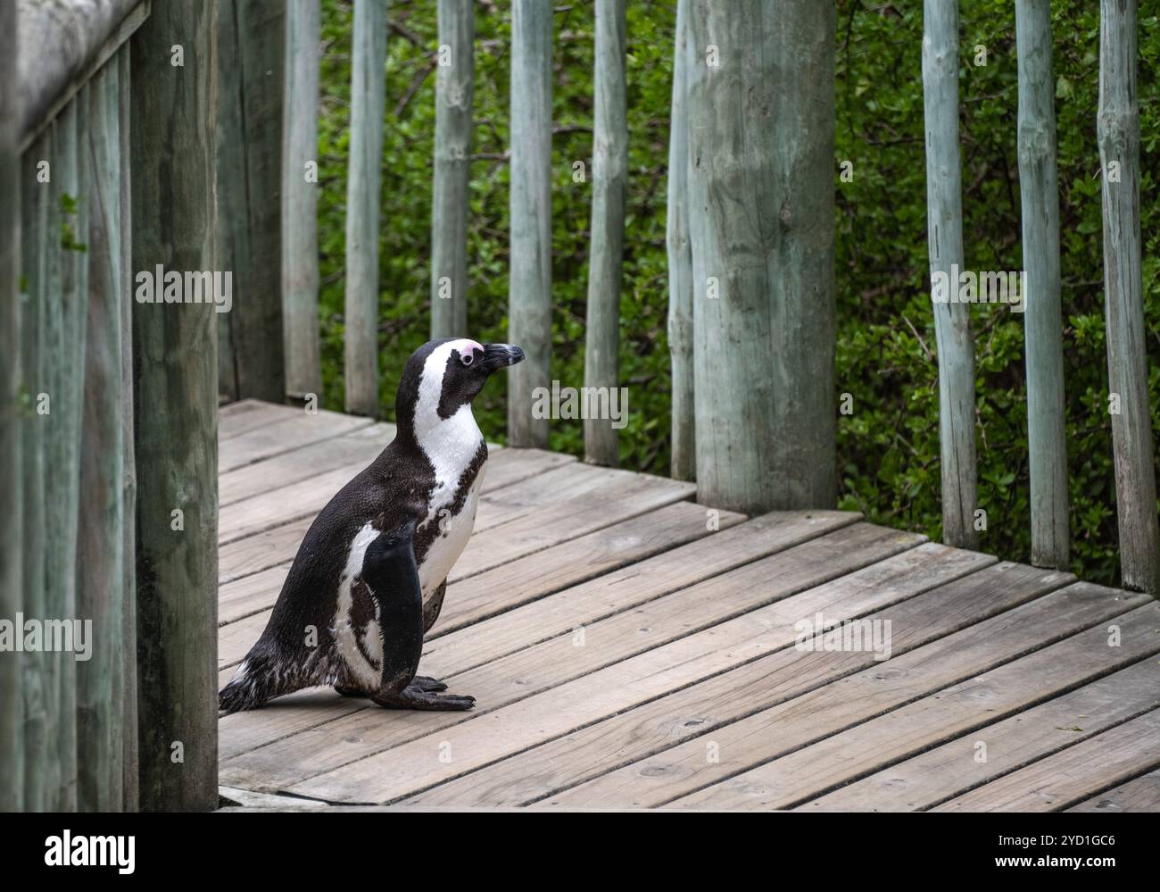 Einzelner Pinguin auf der Promenade in der Nähe von Simons Town, Südafrika Stockfoto