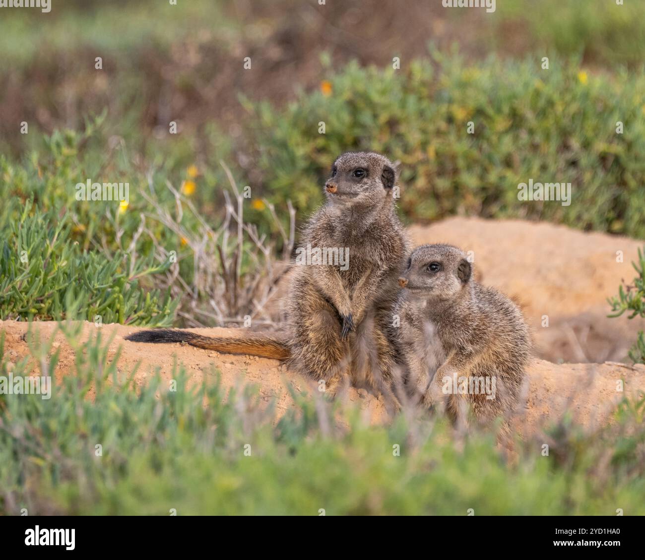 Erdmännchen in Alarmbereitschaft für Gefahren in Südafrika Stockfoto