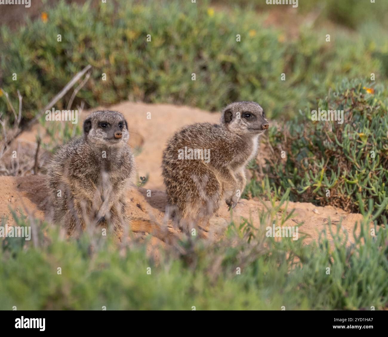 Erdmännchen in Alarmbereitschaft für Gefahren in Südafrika Stockfoto