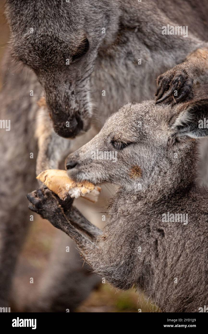 Mutter Känguru teilt sich Essen mit ihrem joey Stockfoto