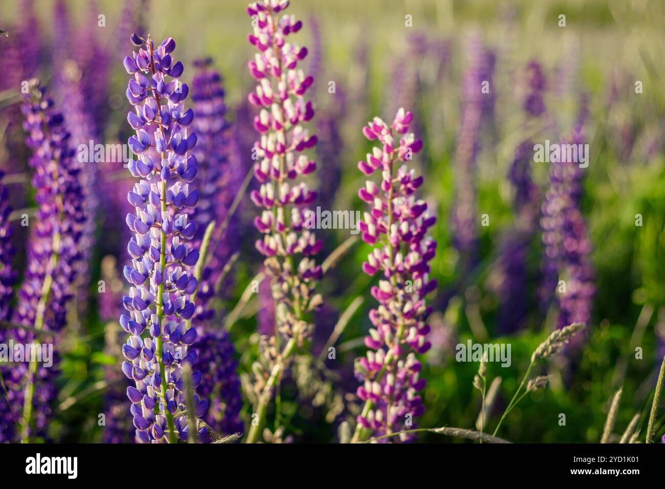 Lupinus, Lupine, Lupinenfeld mit rosa lila und blauen Blüten. Ein Haufen Lupinen im Sommer Stockfoto