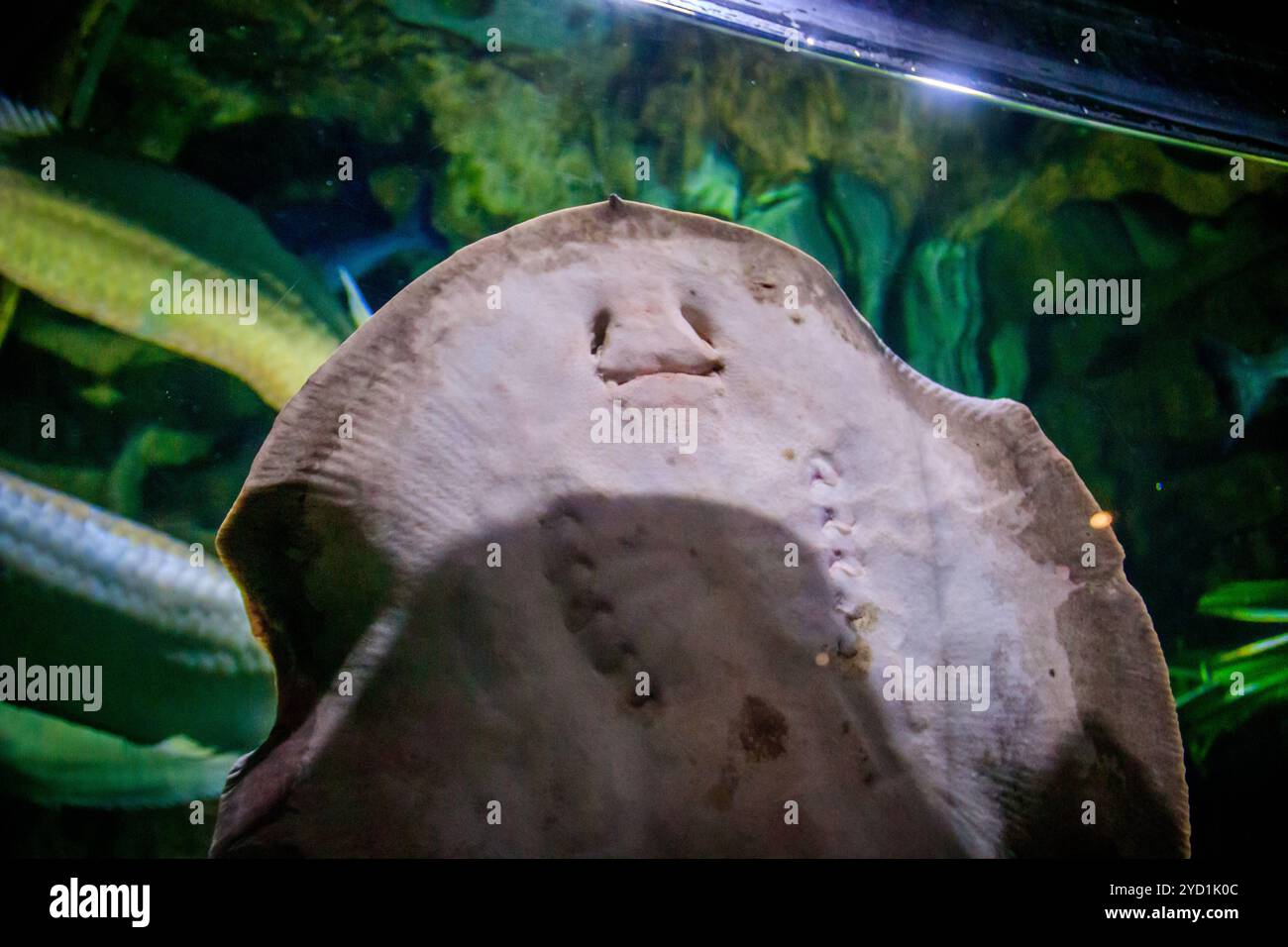 Fischrochen im Aquarium. Die Bewohner des Meeres. Meeresfische. Stockfoto
