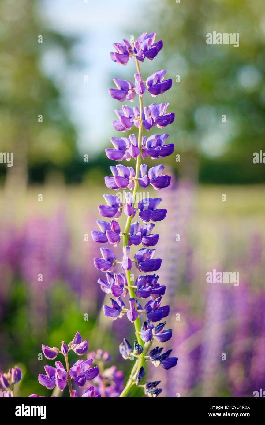 Lupinus, Lupine, Lupinenfeld mit rosa lila und blauen Blüten. Ein Haufen Lupinen im Sommer Stockfoto