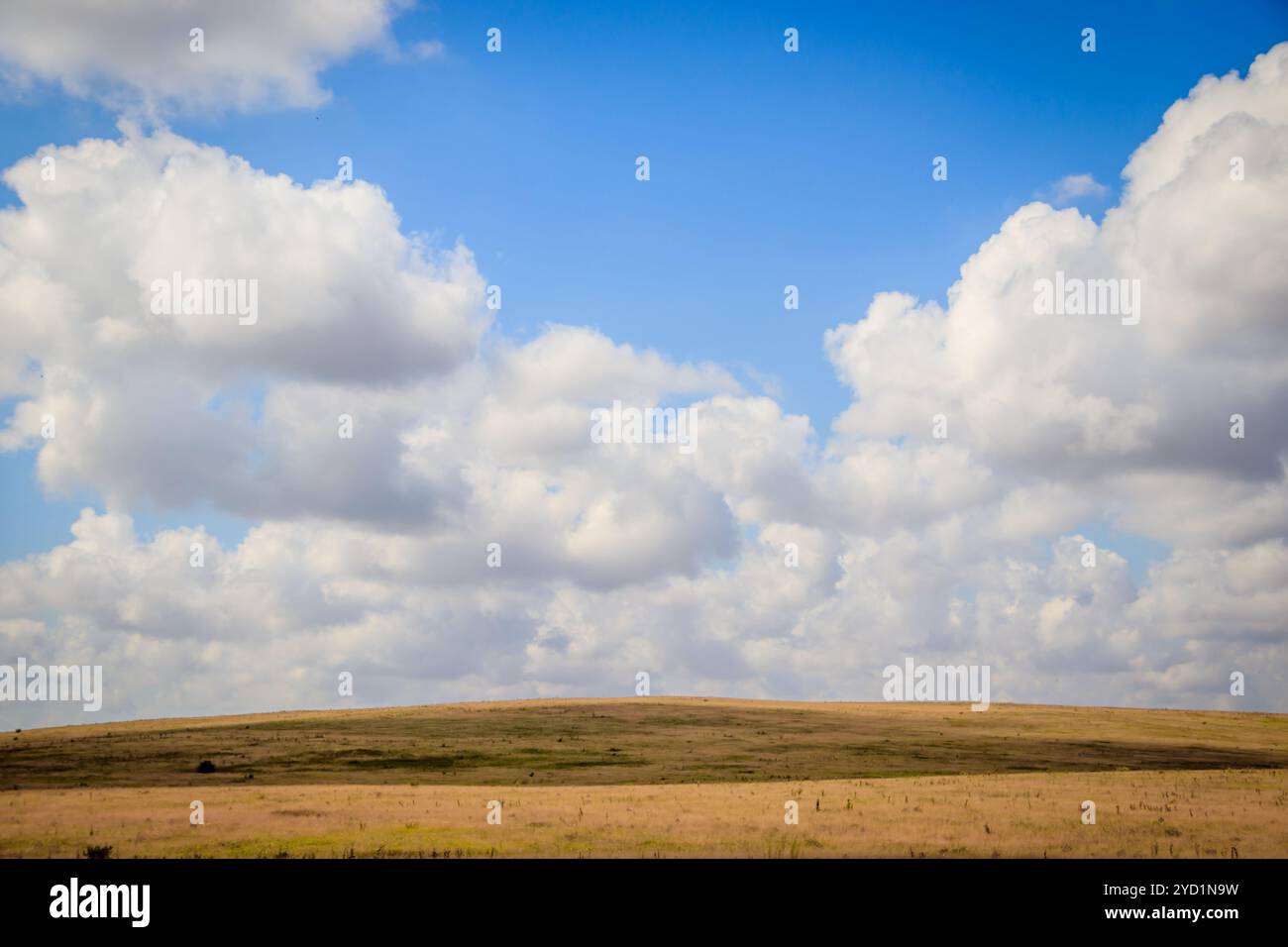 Russische Freiflächen. Krim. Feld. Russische Sommerlandschaften. . Gras und Himmel. Hintergrund Sommerlandschaft. Krimfelder Stockfoto