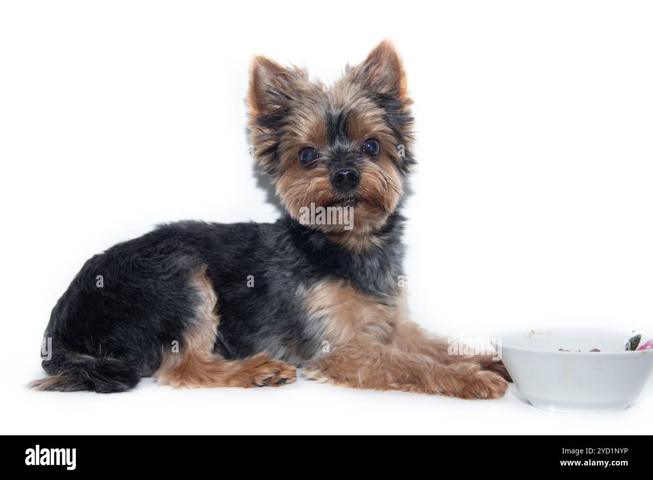 Yorkshire Terrier Hund auf weißem Hintergrund. Kleiner Hund isoliert auf weißem Hintergrund. Gescherte Hunde. Ein Haustier. Stockfoto