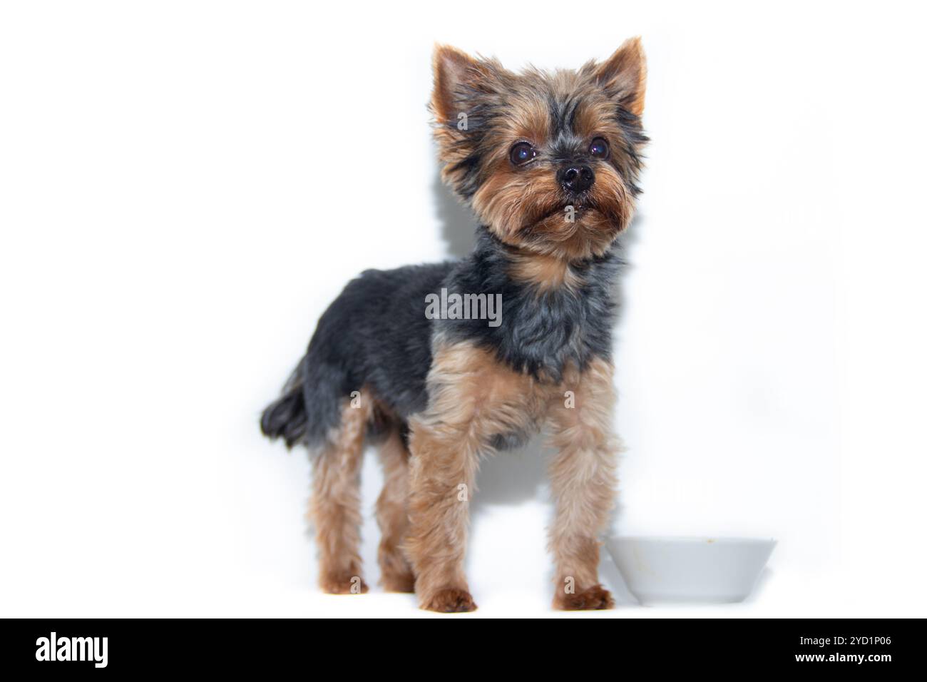 Yorkshire Terrier Hund auf weißem Hintergrund. Kleiner Hund isoliert auf weißem Hintergrund. Gescherte Hunde. Ein Haustier. Stockfoto