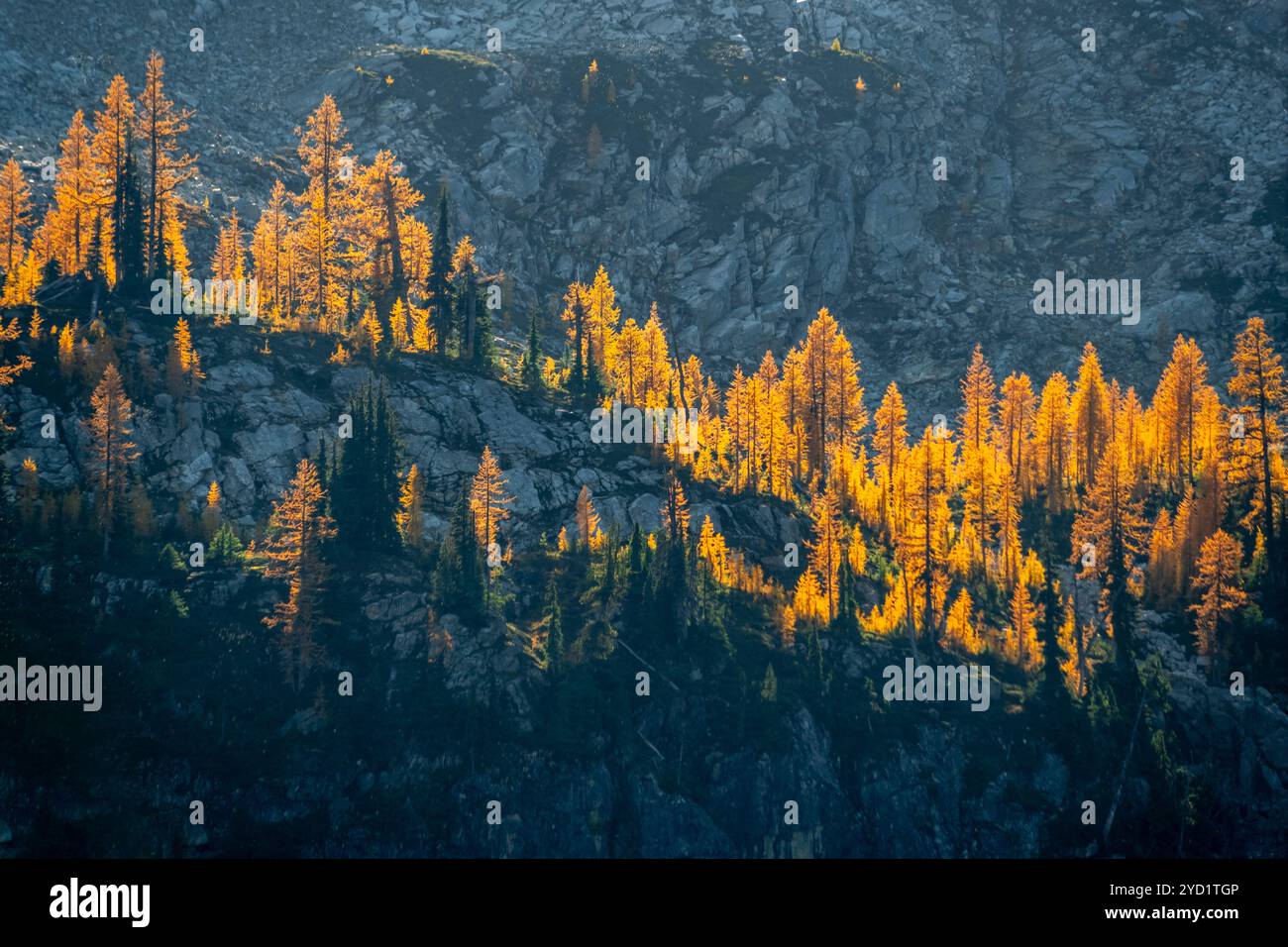 Hinterleuchtete Kiefernnadeln in der Herbstsaison mit rauem Wildnishintergrund Stockfoto