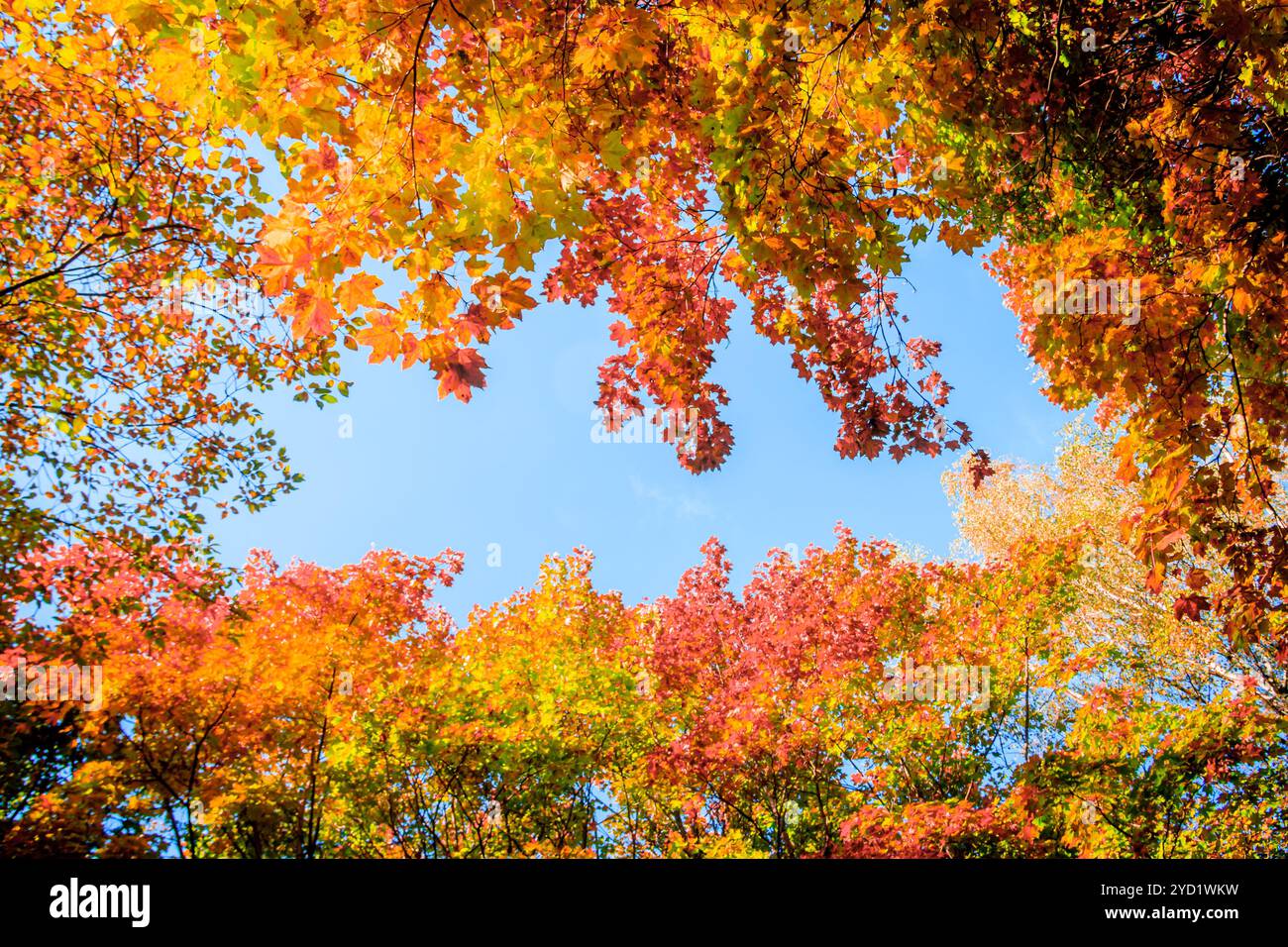 Herbst park Landschaft. Goldener Herbst. Sonnigen Tag im Herbst park mit gelben Bäume. Schöne Landschaft. Stockfoto