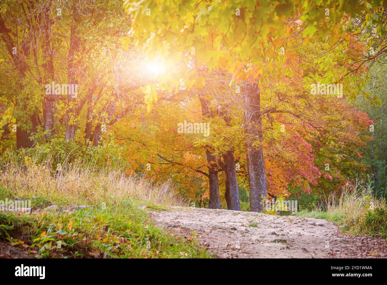Herbst park Landschaft. Goldener Herbst. Sonnigen Tag im Herbst park mit gelben Bäume. Schöne Landschaft. Stockfoto