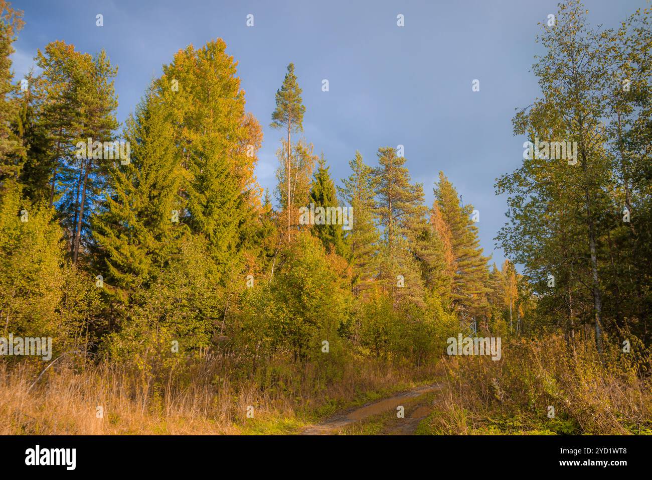 Sonnige Herbstlandschaft auf dem Feld. Die Natur Russlands. Goldener Herbst. Gelbe Bäume. Stockfoto