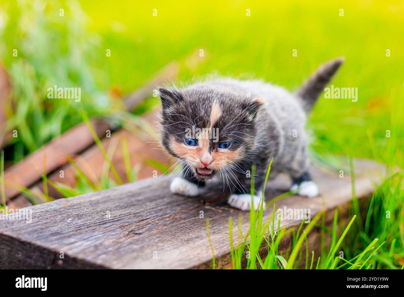 Ein verängstigtes Kätzchen steht auf einem Baumstamm. Kleines Kätzchen auf der Straße. Flauschiges Kätzchen. . Haustiere Stockfoto