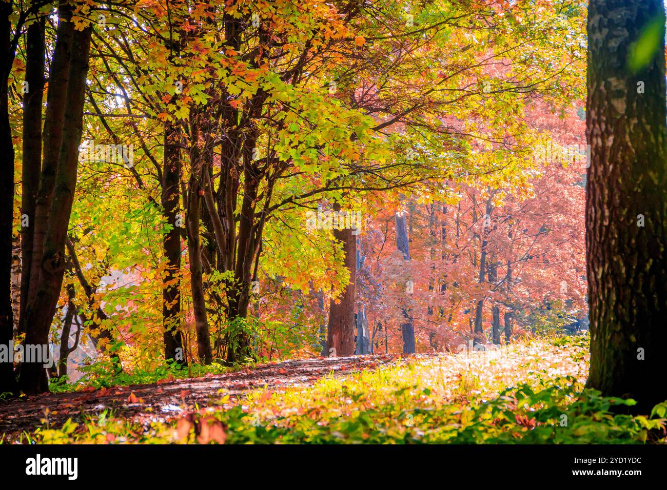 Herbst park Landschaft. Goldener Herbst. Sonnigen Tag im Herbst park mit gelben Bäume. Schöne Landschaft. Stockfoto