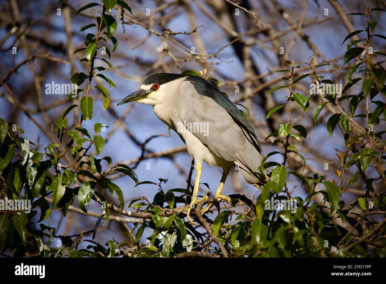 Schwarz gekrönt Nachtreiher (Nycticorax nycticorax) in einem Baum gehockt Stockfoto