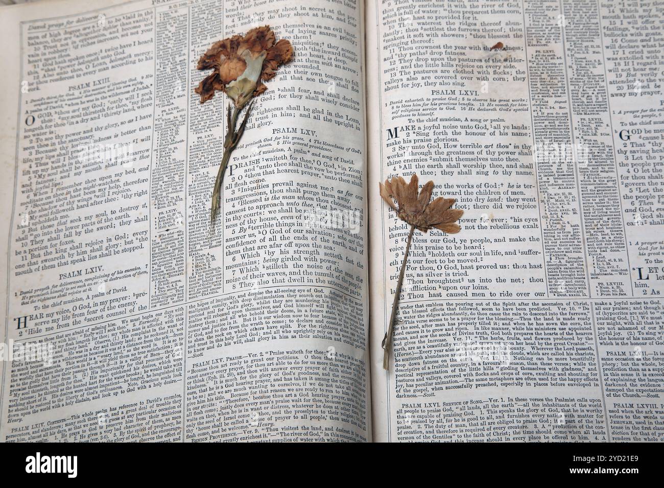 Alte getrocknete gepresste Blumen in einer antiken Ausgabe von 1776 der National Illustrated Family Bible The Holy Bible with Commentaries with Scott and Henry B. Stockfoto