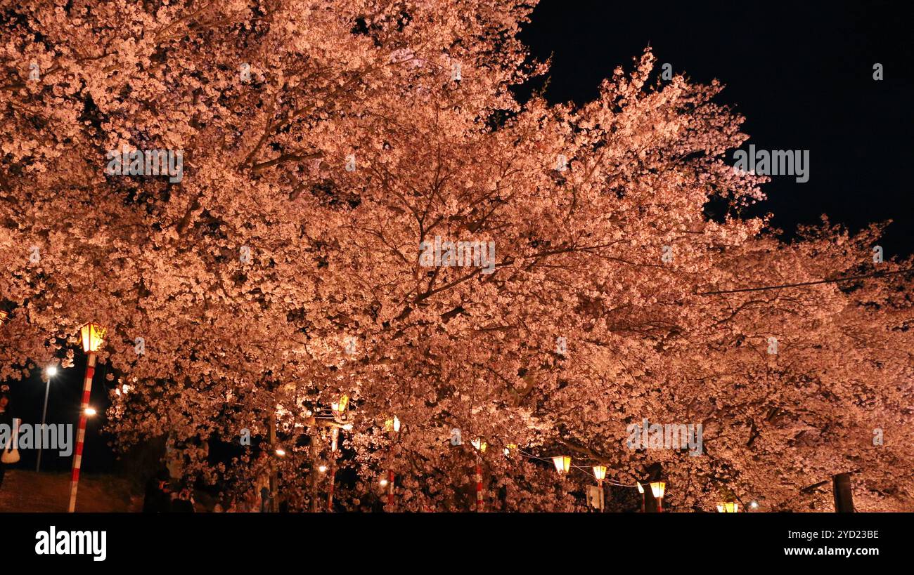 Hanami-Blumenfestgelände in Ogawara am Abend. Stockfoto