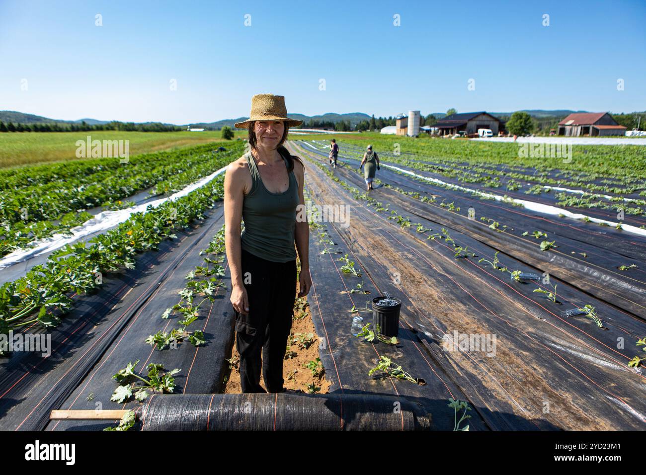 Landarbeiter pflegen auf ökologischem Bauernhof die Ernte. Stockfoto