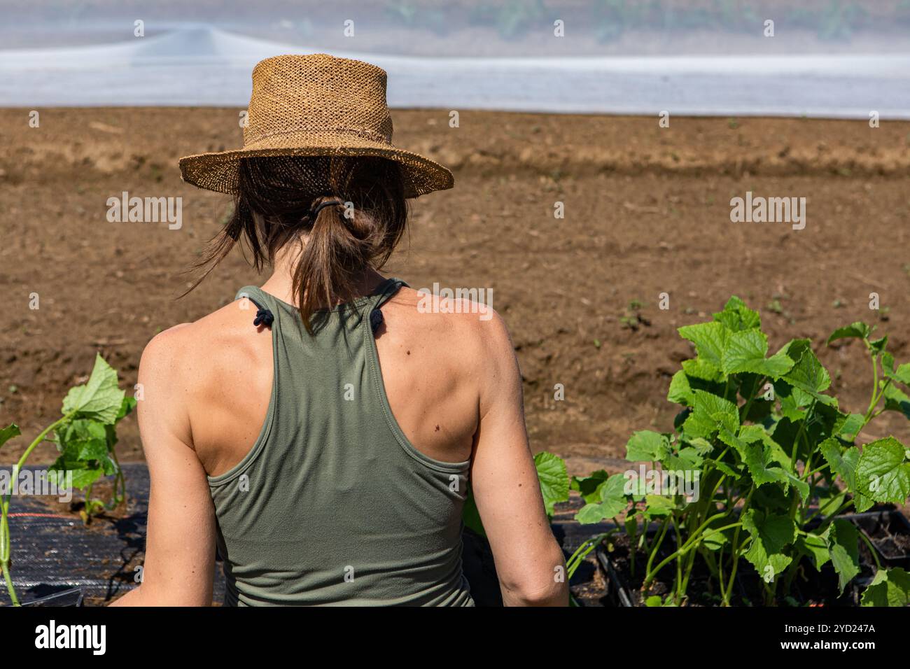 Landarbeiter pflegen auf ökologischem Bauernhof die Ernte. Stockfoto