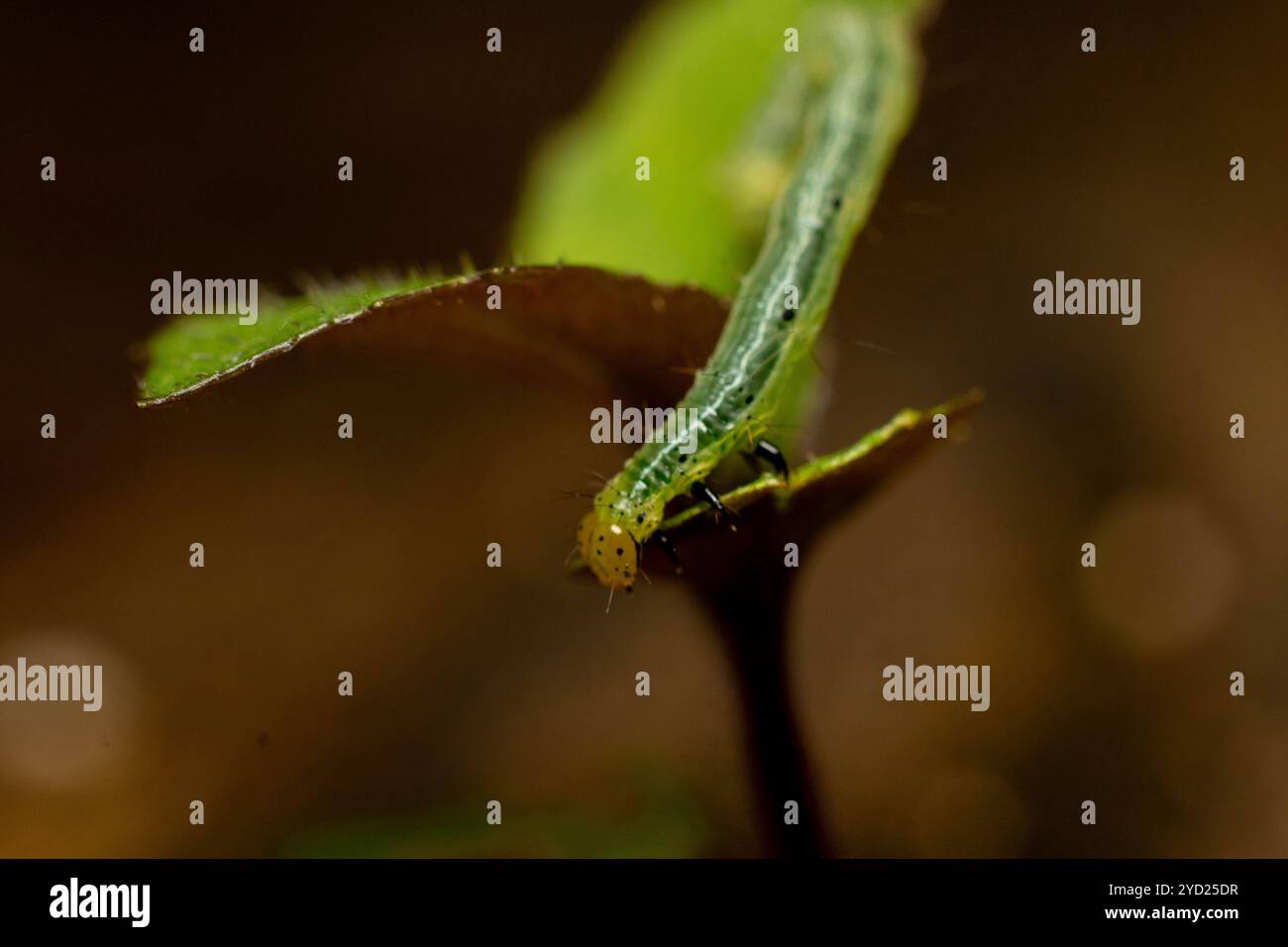 Der Kohllooper (Trichoplusia ni) bewegt sich auf einer winzigen Pflanze unter Makrofotografie Stockfoto