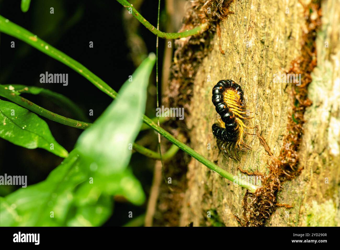 Tausendfüßler sind eine Gruppe von Arthropoden, die sich durch zwei Paar gelenkter Beine an den meisten Körpersegmenten auszeichnen. Jedes zweibeinige Segment ist ein Stockfoto