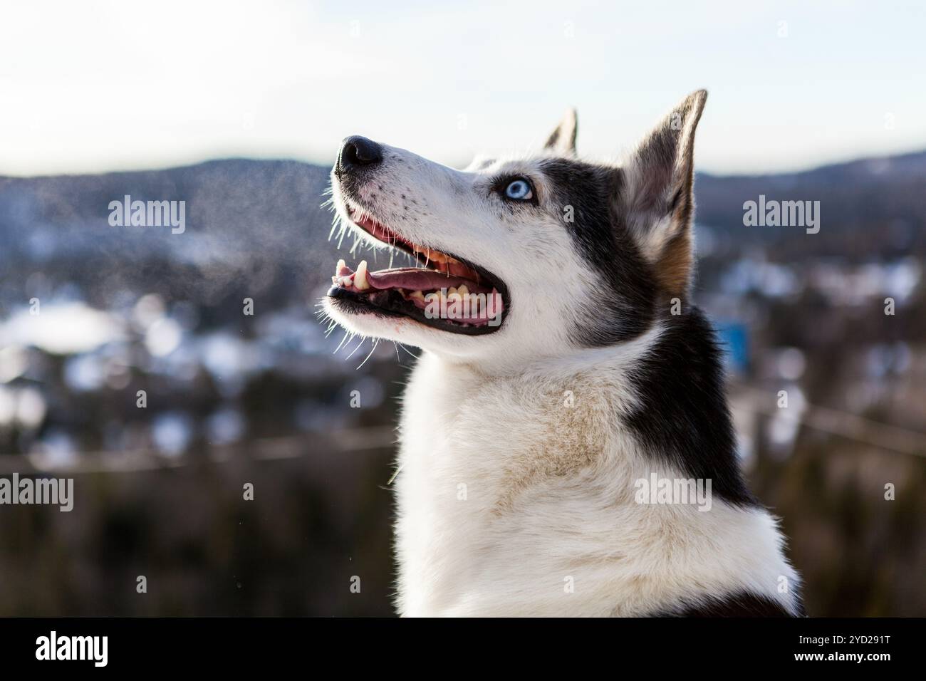 Porträt eines Alaskan Husky auf der Spitze eines Berges, im Winter Stockfoto