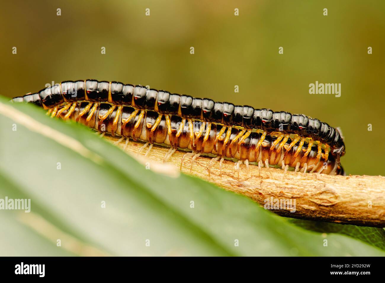 Tausendfüßler sind eine Gruppe von Arthropoden, die sich durch zwei Paar gelenkter Beine an den meisten Körpersegmenten auszeichnen. Jedes zweibeinige Segment ist ein Stockfoto