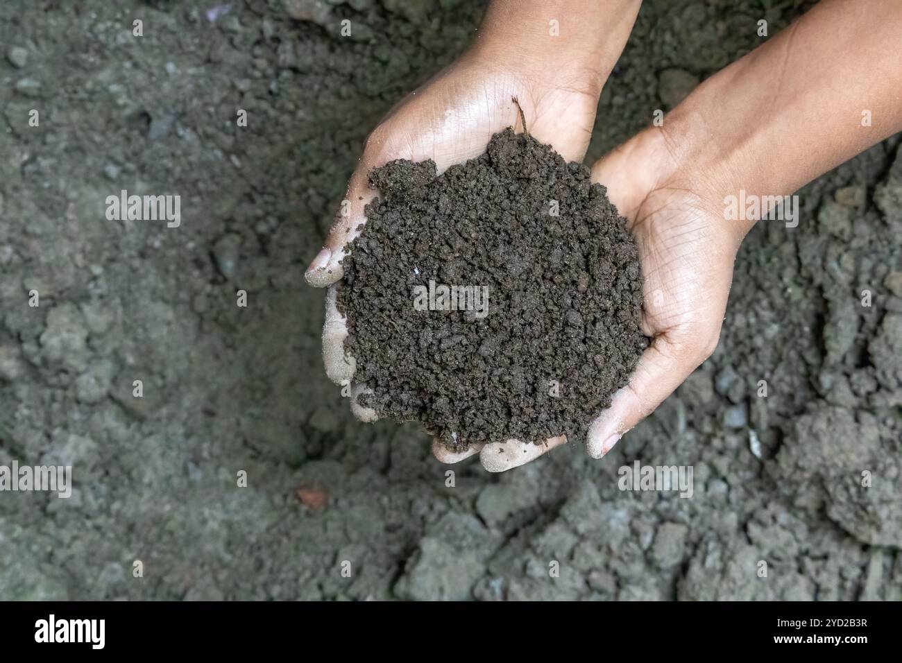 Fruchtbarer Boden in weiblichen Händen zum Pflanzen von Bäumen. Kuhmist, gemischt mit Boden, ist ein natürlicher und wirksamer Dünger für die Baumpflanzung. Stockfoto