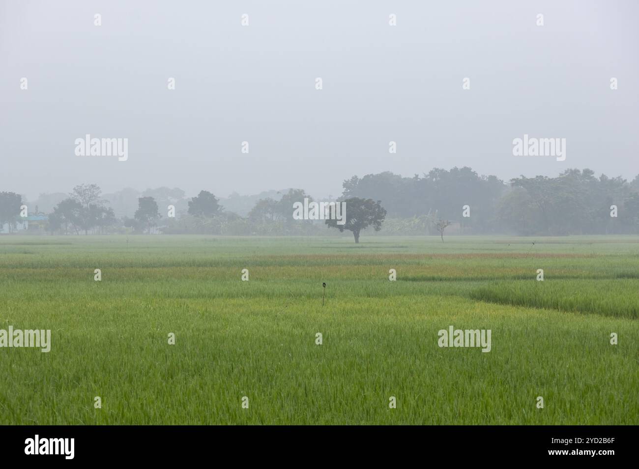 Wunderschöne grüne Reisfelder und der Nebel am Morgen. Erstaunliche ländliche Landschaft in einem Bangladeschen Dorf. Stockfoto