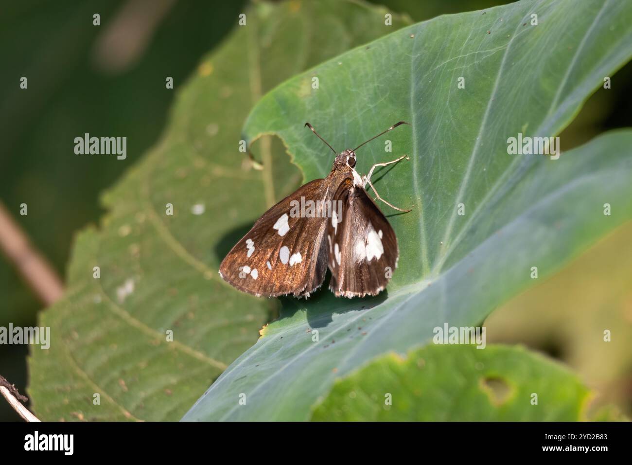 Ein wunderschöner Gras-Dämon-Schmetterling, der auf einem grünen Blatt thront. Stockfoto