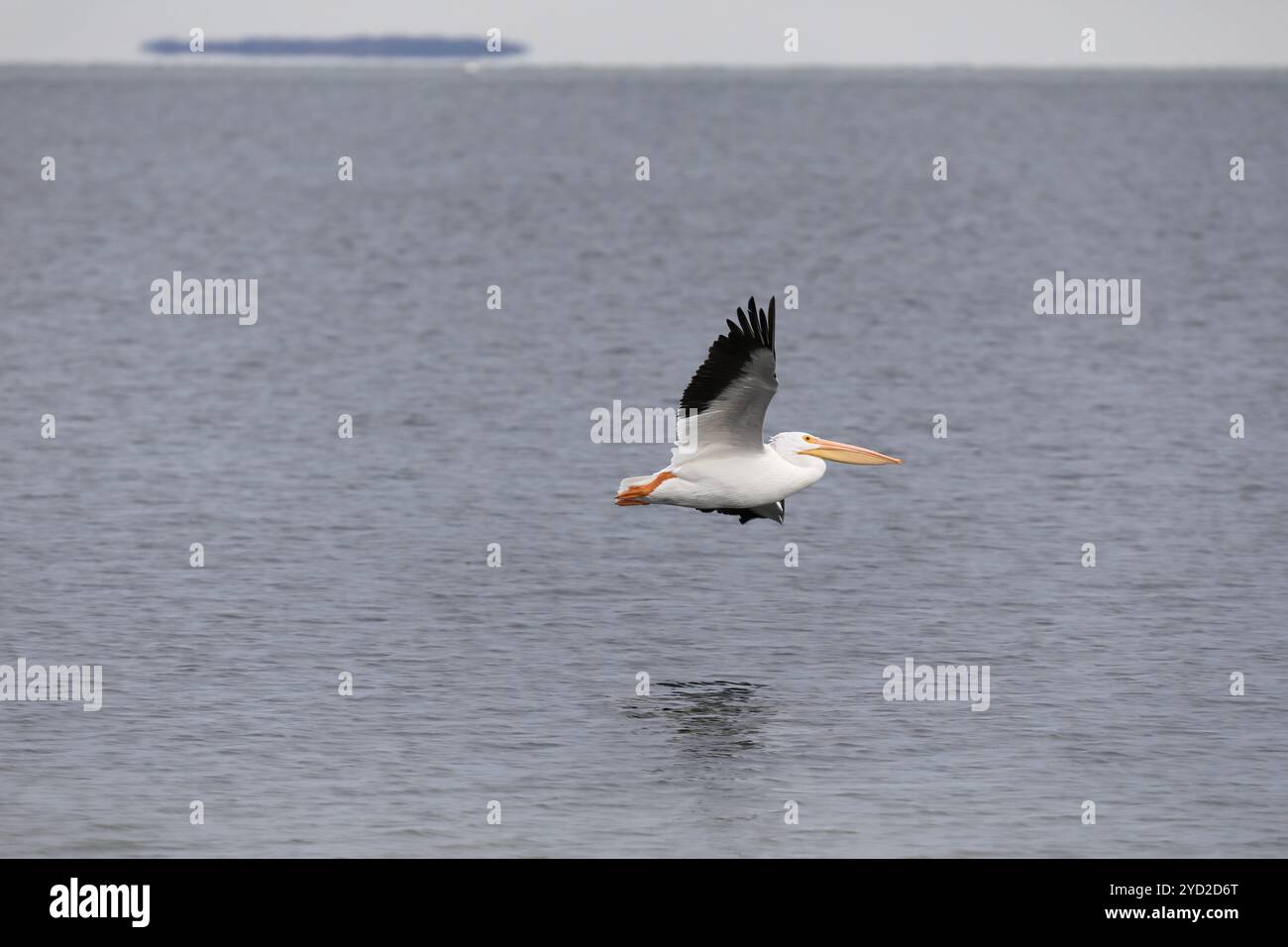 Weiße Pelikane Stockfoto