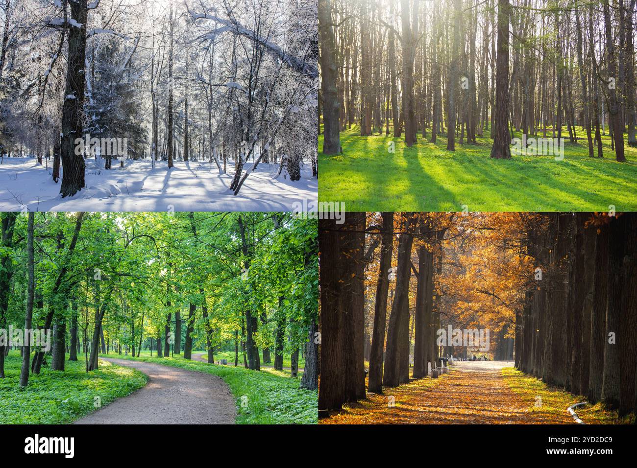 Collage-Saisons. Die ganze Saison. Jahreszeiten auf einem Foto. Winter Frühling Sommer Herbst. Baumzweig. Gras mit Tau. Natur. Stockfoto