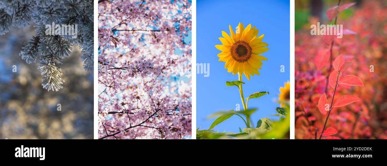Collage-Saisons. Die ganze Saison. Jahreszeiten auf einem Foto. Winter Frühling Sommer Herbst. Baumzweig. Gras mit Tau. Natur. Stockfoto
