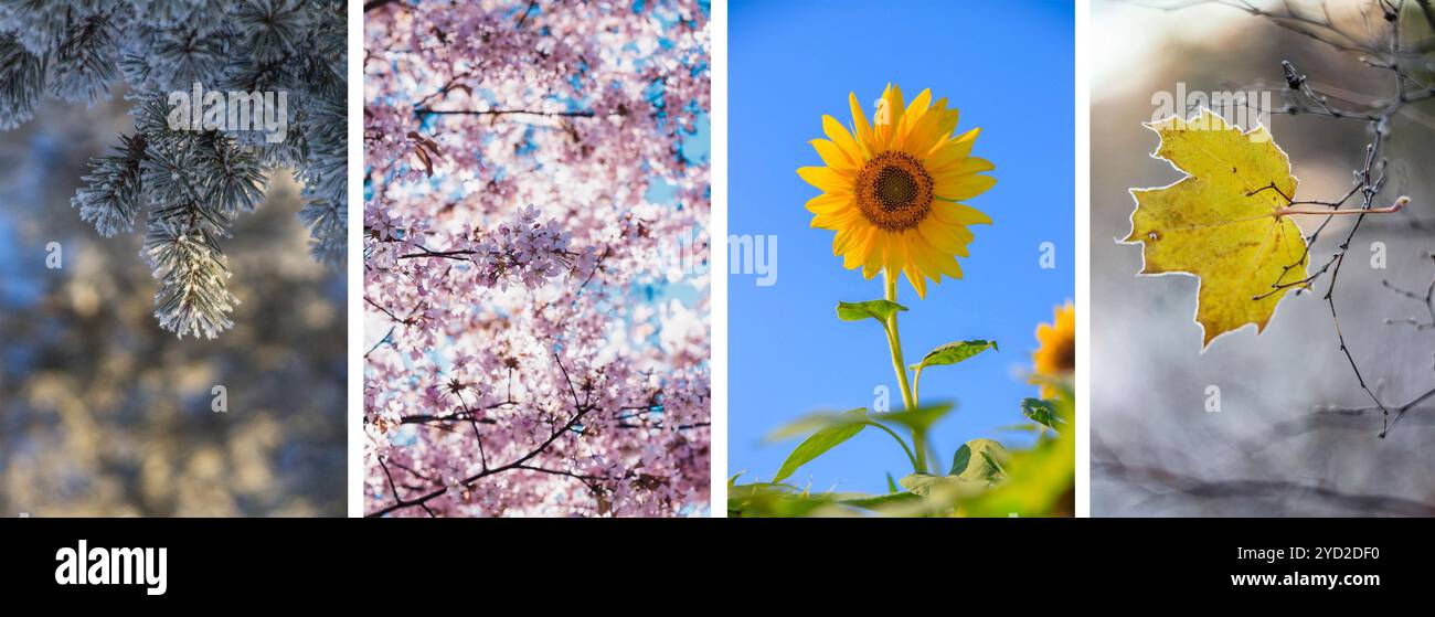 Collage-Saisons. Die ganze Saison. Jahreszeiten auf einem Foto. Winter Frühling Sommer Herbst. Baumzweig. Gras mit Tau. Natur. Stockfoto