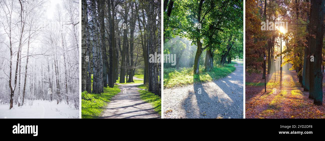 Collage-Saisons. Die ganze Saison. Jahreszeiten auf einem Foto. Winter Frühling Sommer Herbst. Baumzweig. Gras mit Tau. Natur. Stockfoto