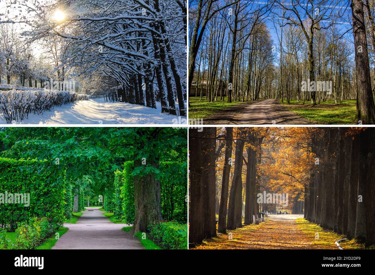 Collage-Saisons. Die ganze Saison. Jahreszeiten auf einem Foto. Winter Frühling Sommer Herbst. Baumzweig. Gras mit Tau. Natur. Stockfoto