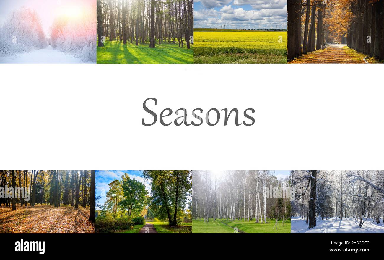 Collage-Saisons. Die ganze Saison. Jahreszeiten auf einem Foto. Winter Frühling Sommer Herbst. Baumzweig. Gras mit Tau. Natur. Stockfoto