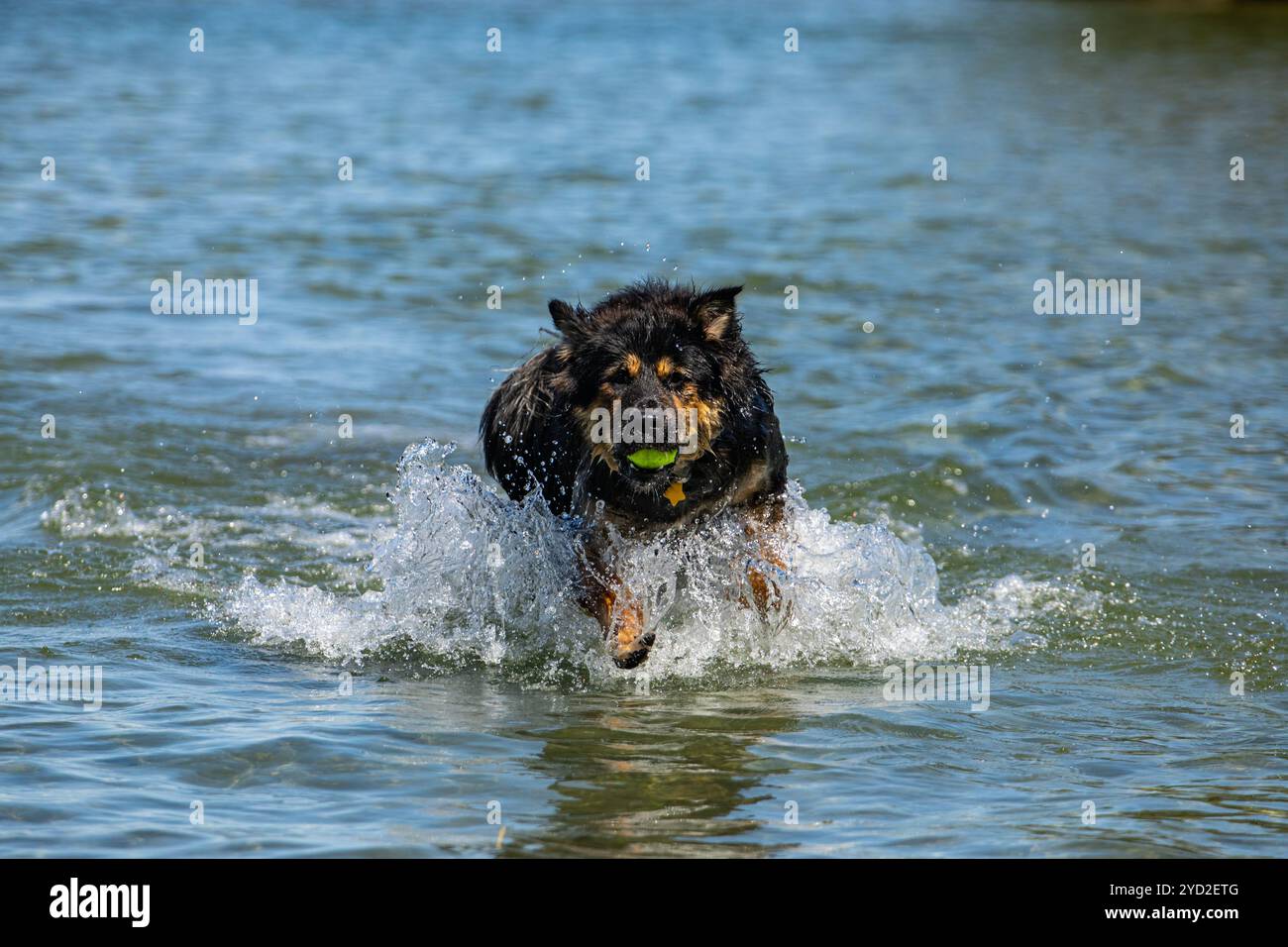 Ein ähnlicher Hund australischer Schäferhund spielt im Fluss Stockfoto