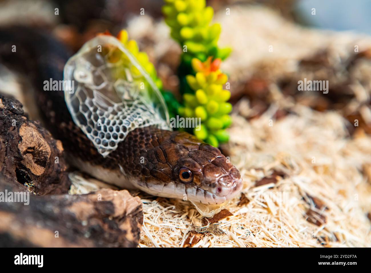 Hausratte Schlange, die Haut neben der Pflanze abgibt Stockfoto