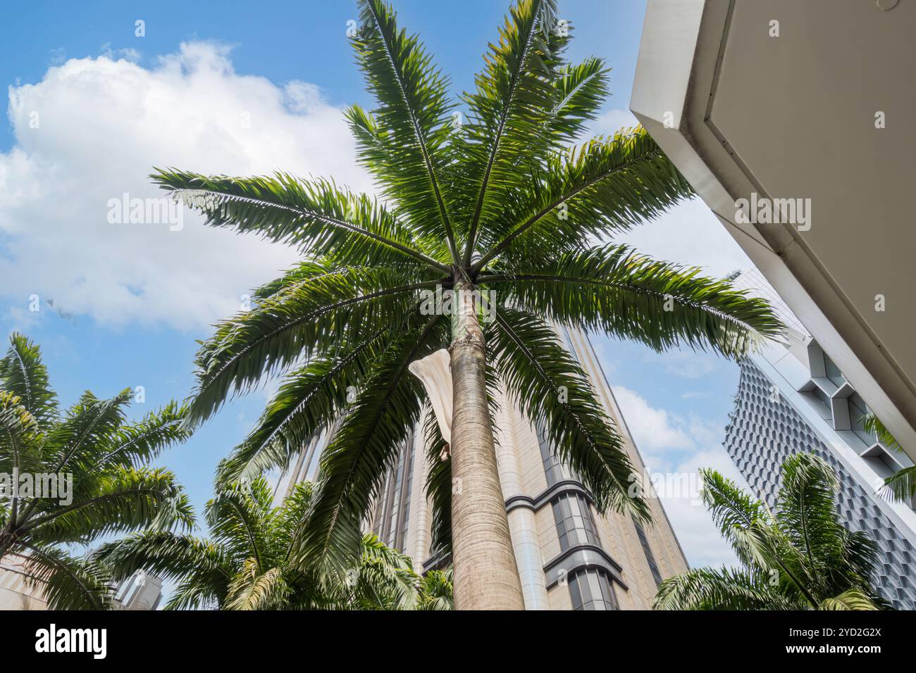 Palmen wachsen am Parkview Square in Singapur Stockfoto