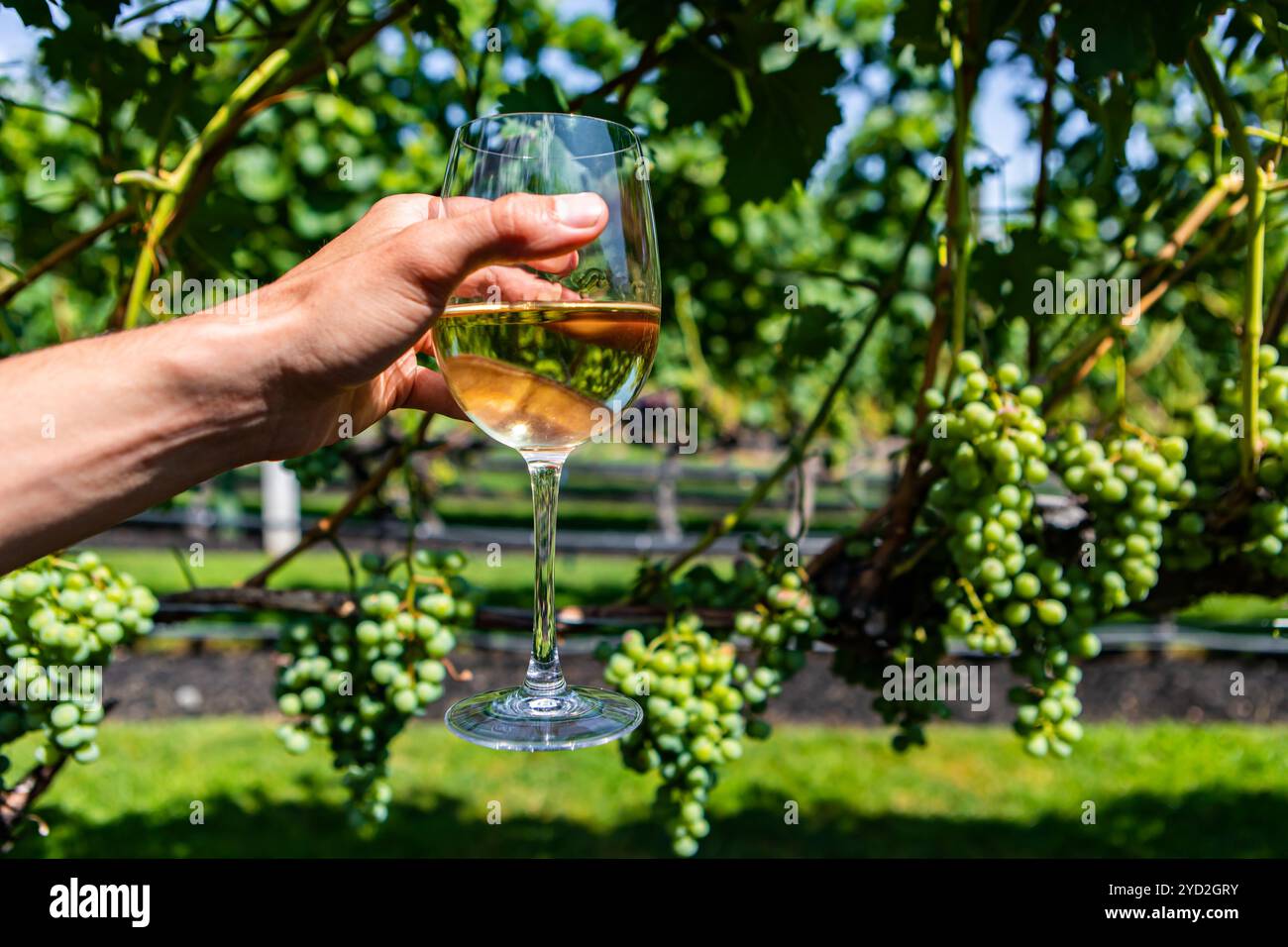 Ein Glas Weißwein gegen Weinreben Stockfoto