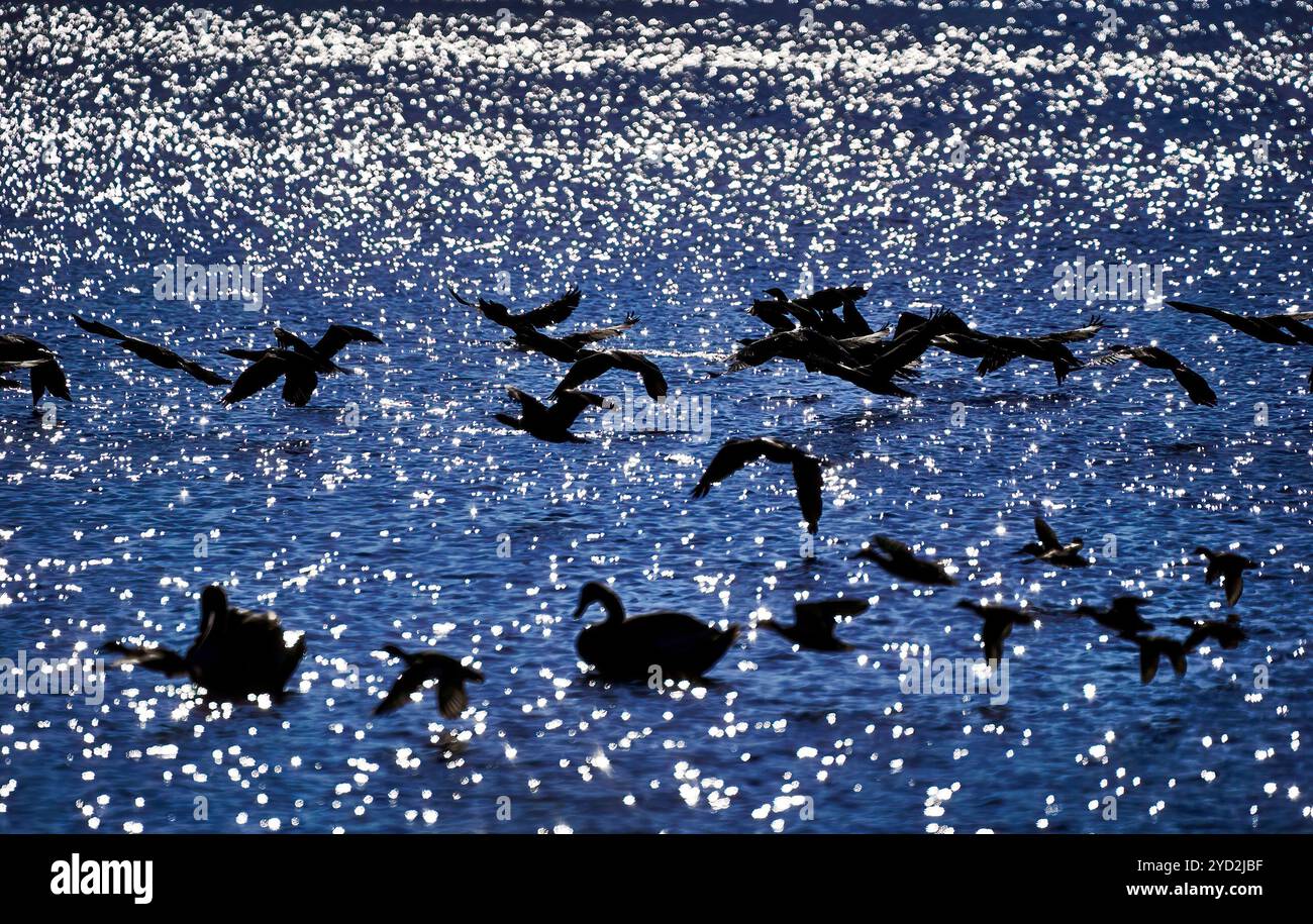 Große Vogelschwärme, die tief über eine Wasseroberfläche fliegen und das Sonnenlicht reflektieren und ein wunderschönes Bokeh erzeugen. Ein Vogel schwimmt friedlich auf dem Wasser Stockfoto