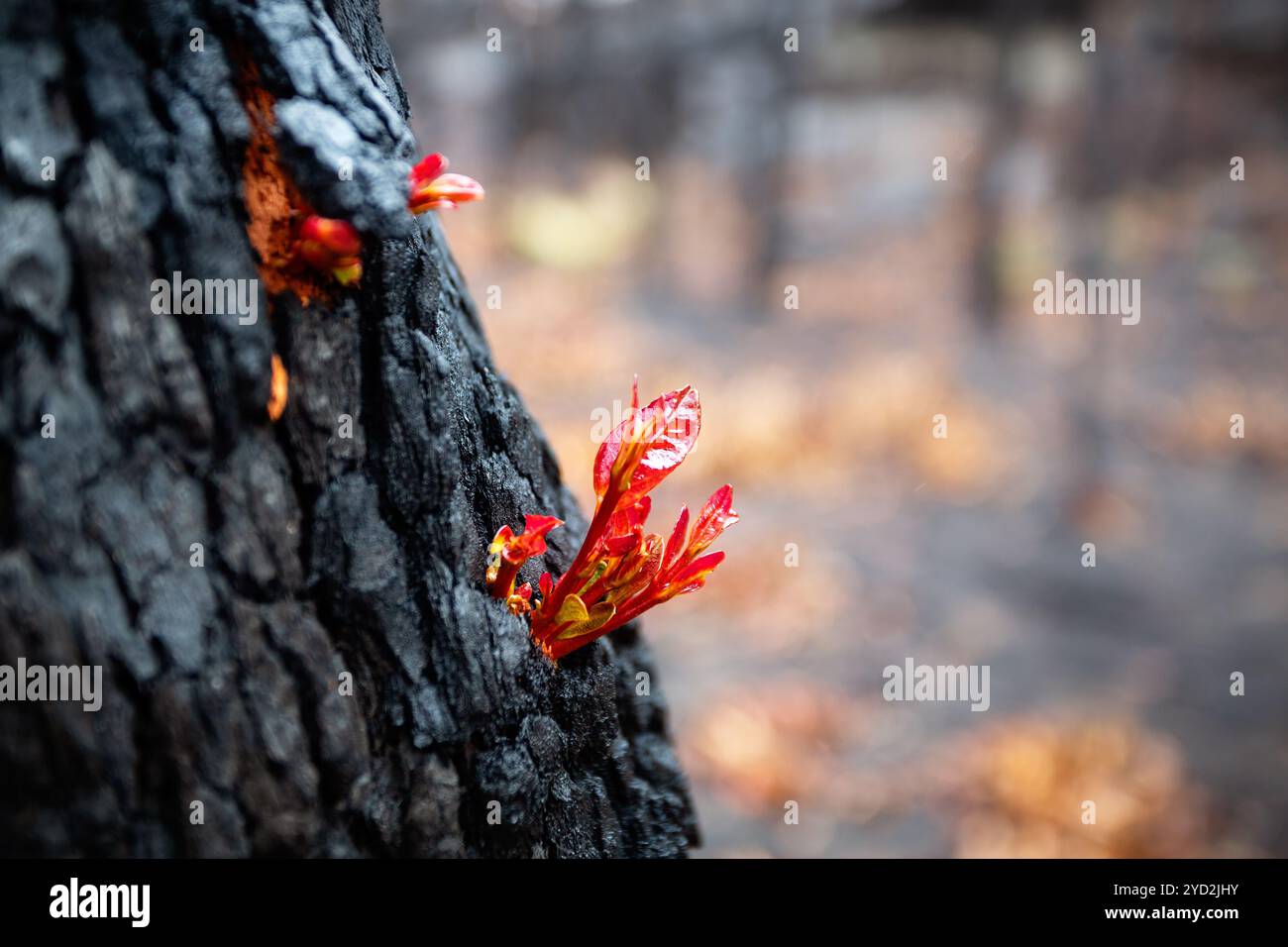 Kleine Blätter platzen nach Buschfeuer aus einem Baumstamm Stockfoto