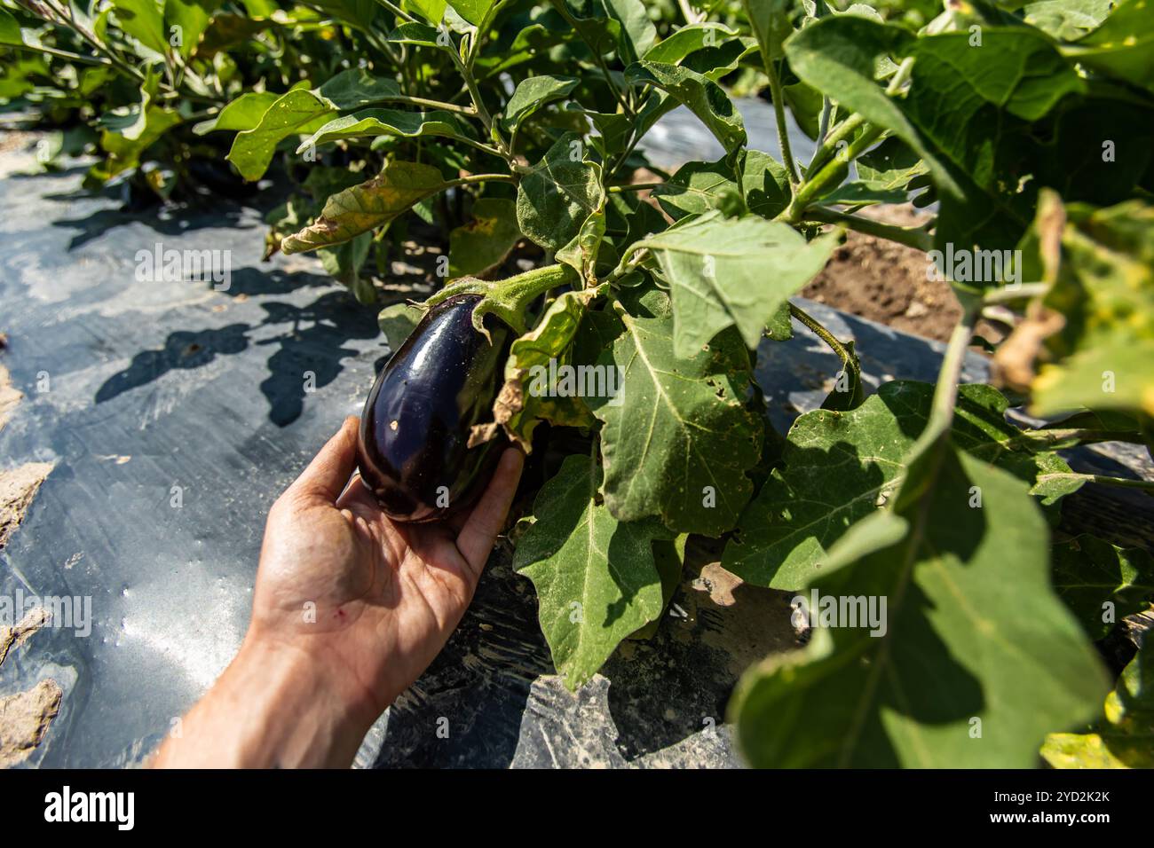 Schwarze Auberginen von Hand pflücken Stockfoto