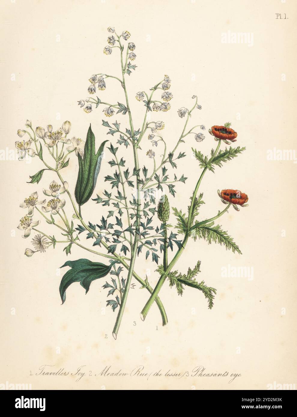 Die Freude des Reisenden oder der Bart des alten Mannes, Clematis vitalba, die Rue der kleinen Wiese, Thalictrum Minus und das Auge des SommerFasans Adonis aestivalis. Handkolorierte Lithographie von Henry Noel Humphreys nach einer botanischen Illustration von Jane Loudon aus ihrem Buch British Wild Flowers, William Smith, London, 1846. Stockfoto