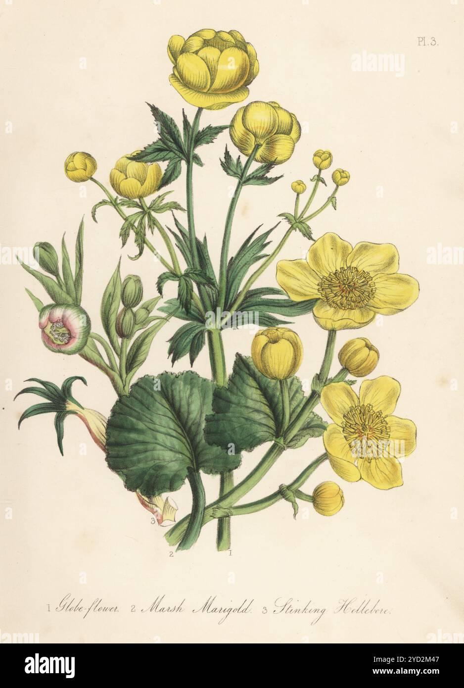 Glockenblume, Trollius europaeus, Ringelblume, Caltha palustris und stinkender Hellebaro, Helleborus foetidus. Stockfoto